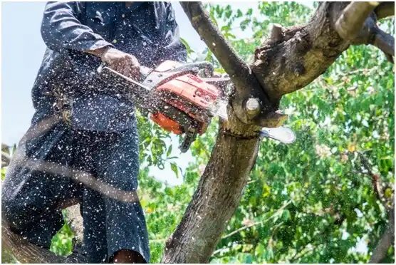 tree services Bluff City